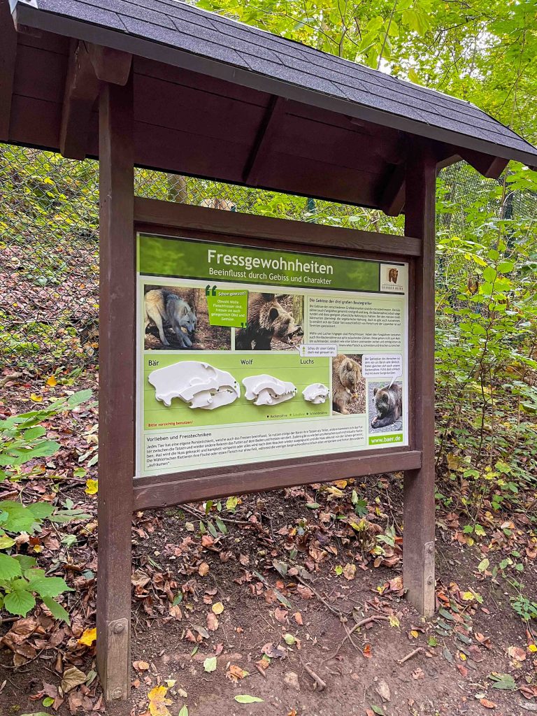 baerenpark worbis interaktive informationstafel fressgewohnheiten seitlich